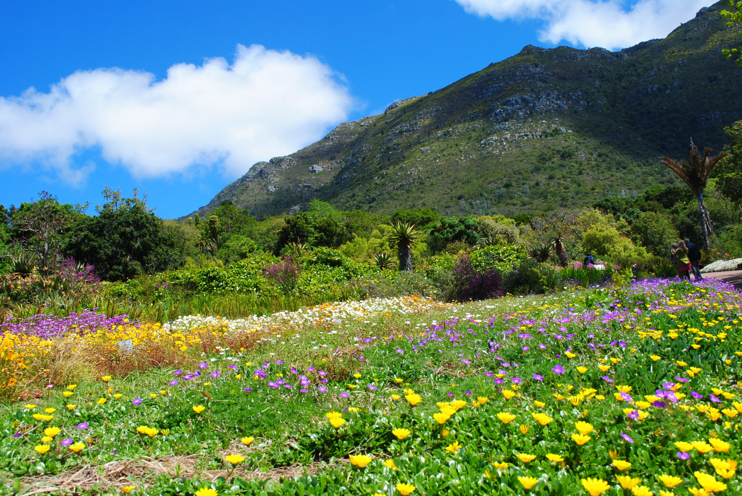 Botanischer Garten Kirstenbosch