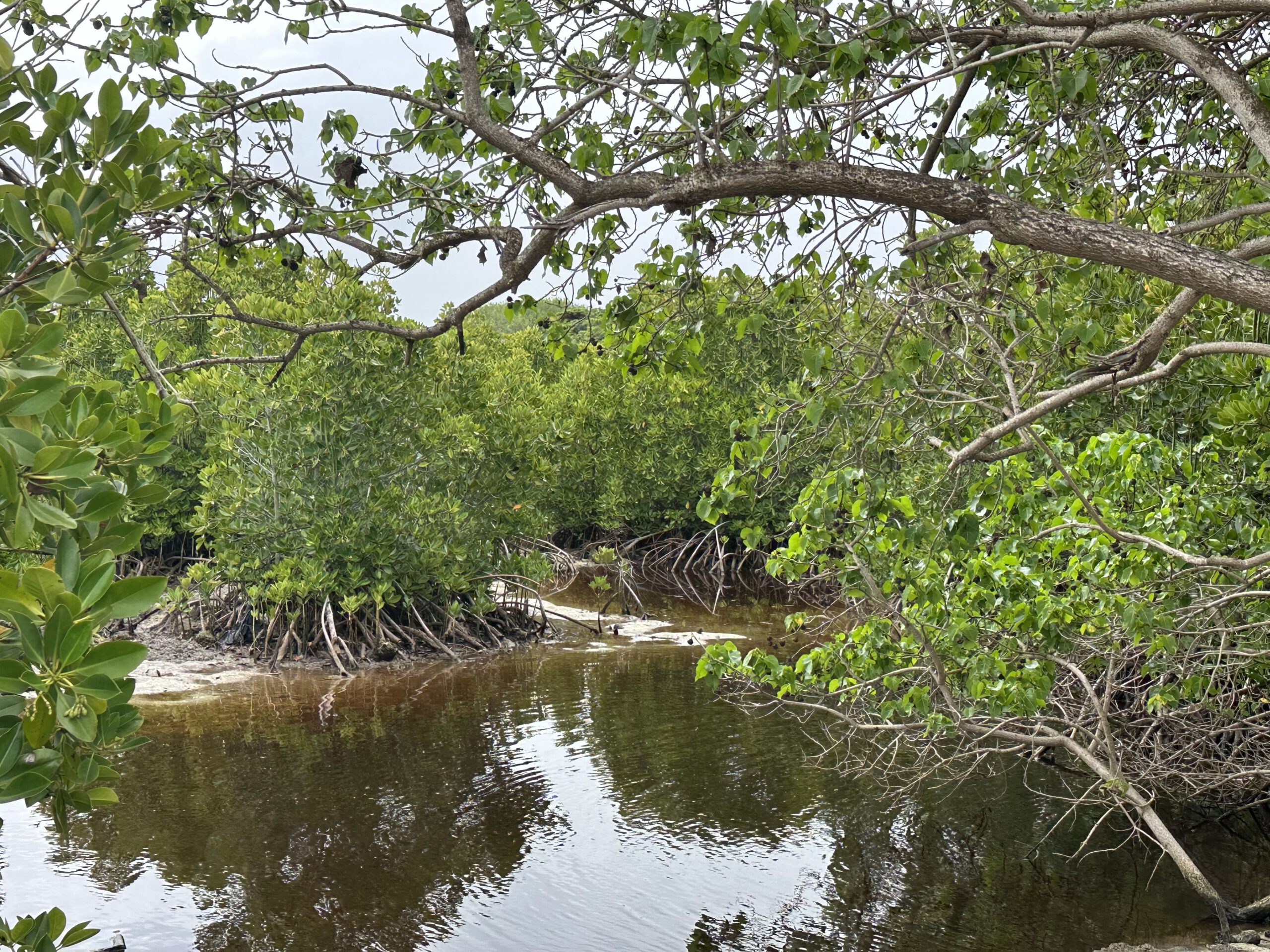 Wetland Pointe d'Esny (Mahebourg) Geheimtipps für Mahébourg