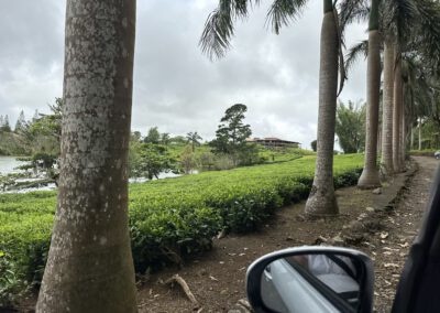 Weg auf der Teeplantage Bois Cheri