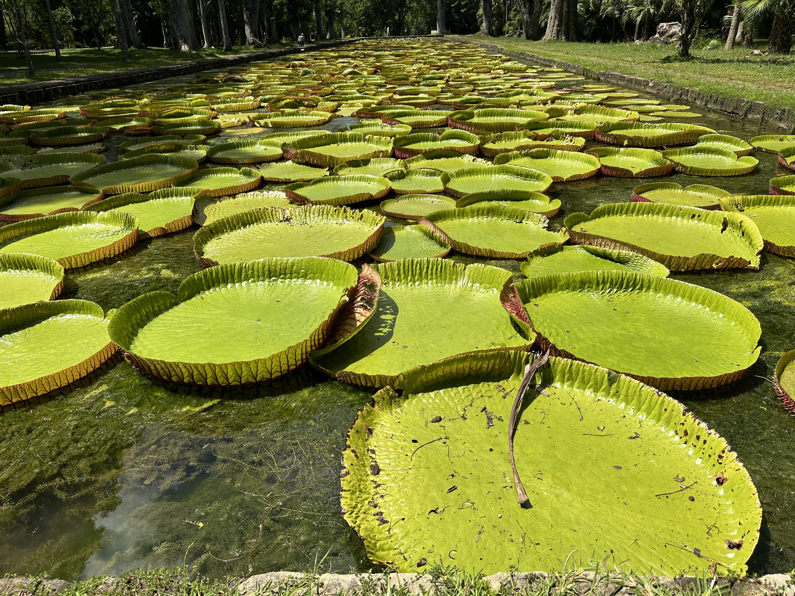 Geheimtipps für Grand Baie See mit riesigen Seerosen im botanischen Garten