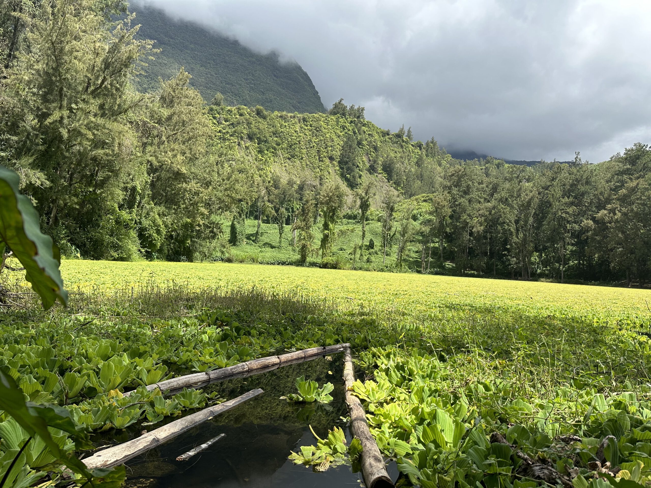 Reisetipps für La Réunion Bewachsener See in den Bergen auf La Reunion