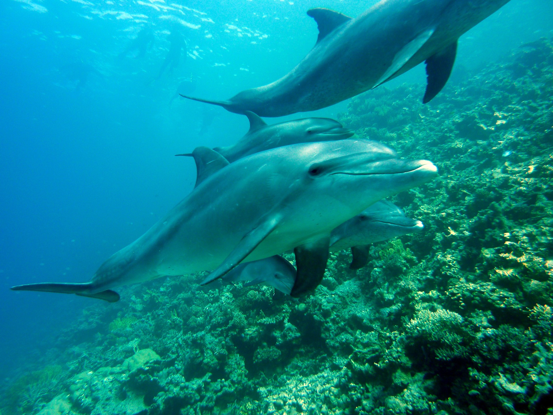 Flic en Flac Delfin tauchen