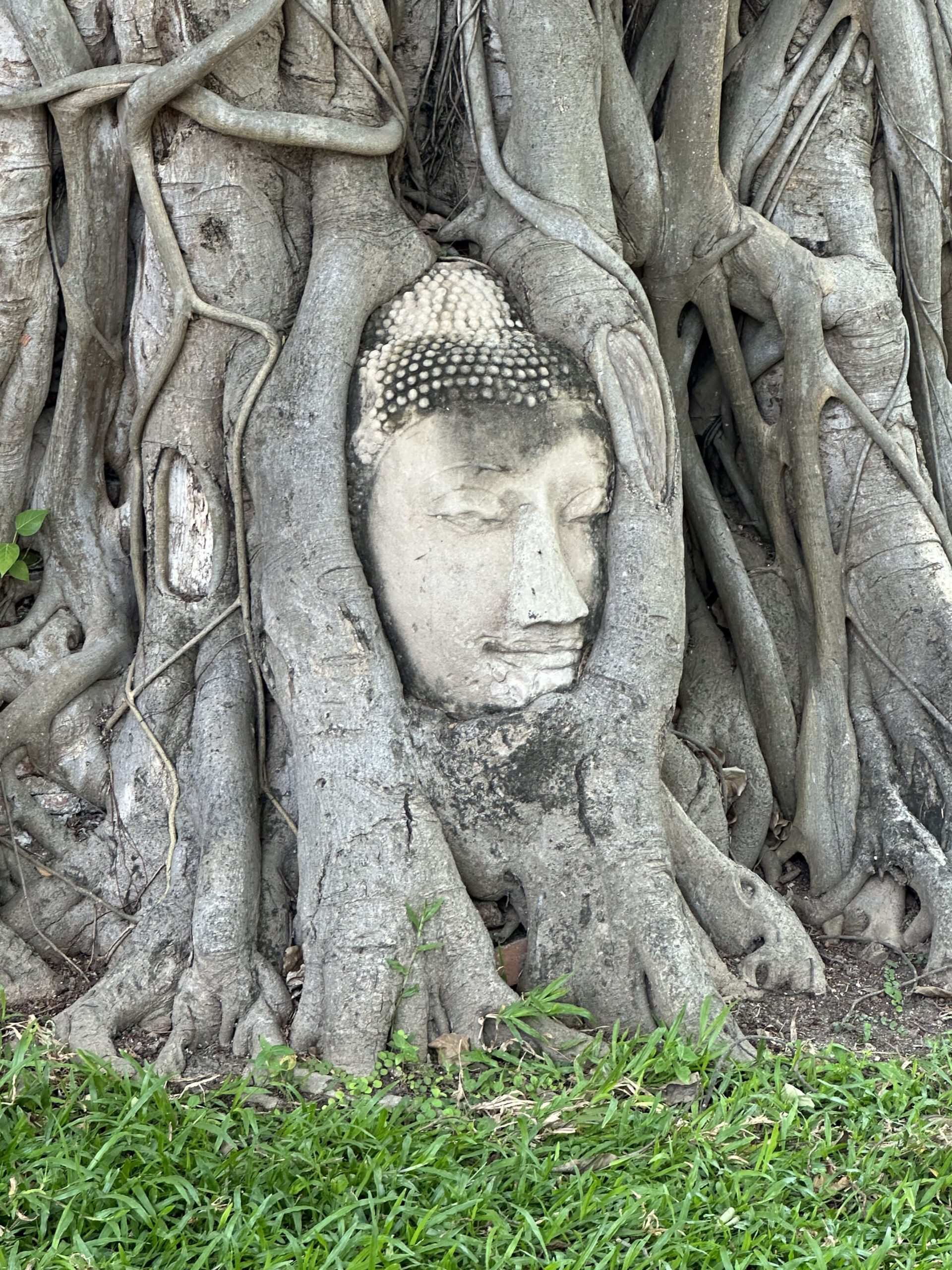 Sehenswürdigkeiten in Ayutthaya - Buddhakopf von Baumwurzeln umschlungen