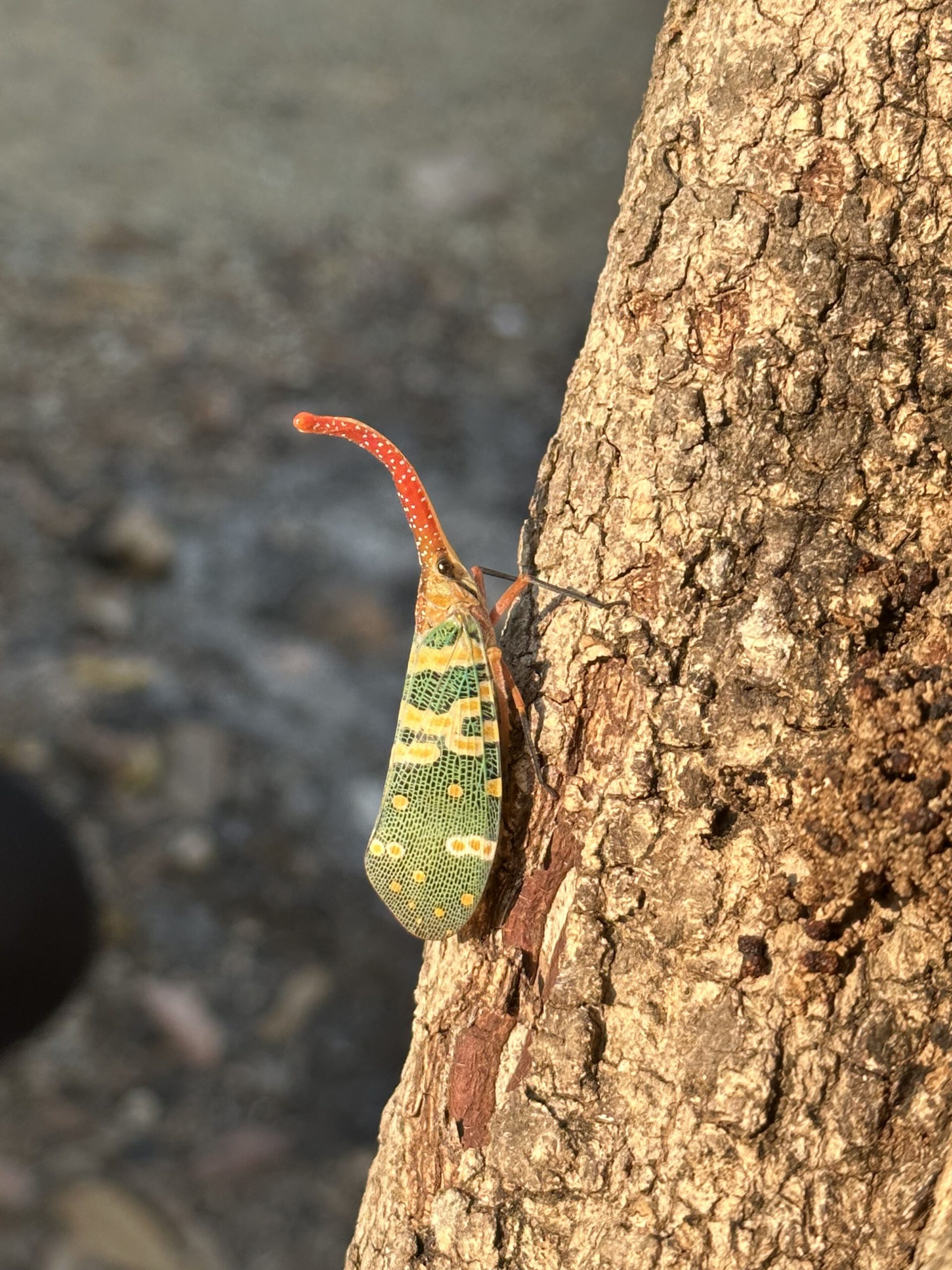 Khao Yai National Park Spitzkopfzikade