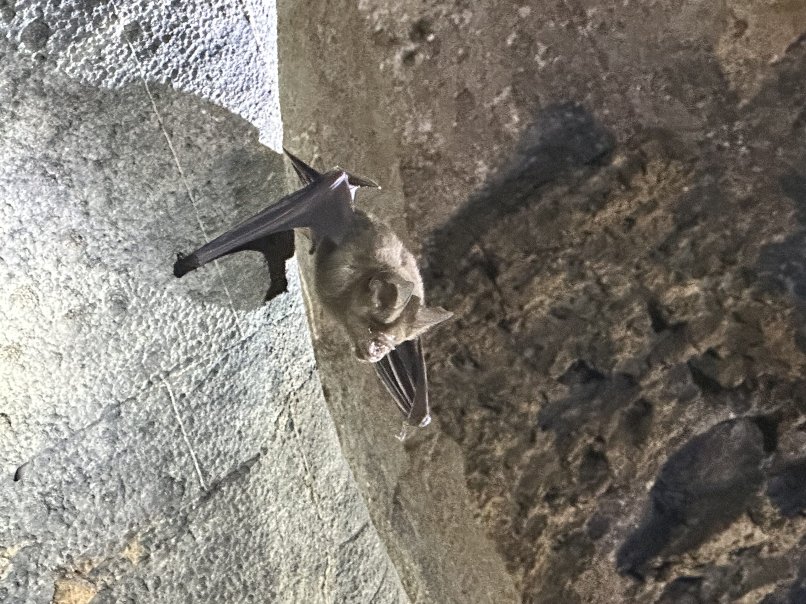 Fledermaus an der Decke in der Fledermaus Höhle