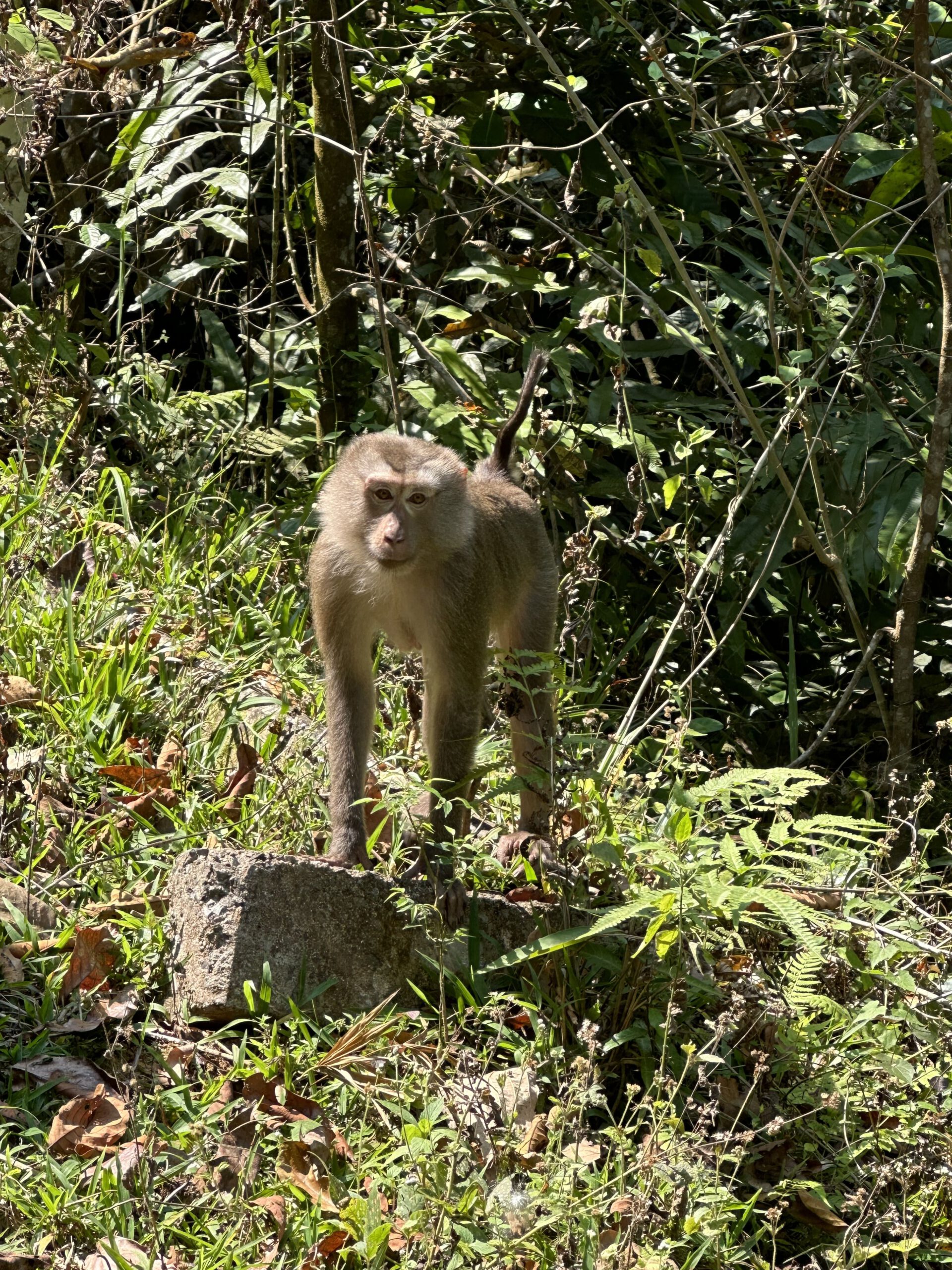 Khao Yai Nationalpark Affe
