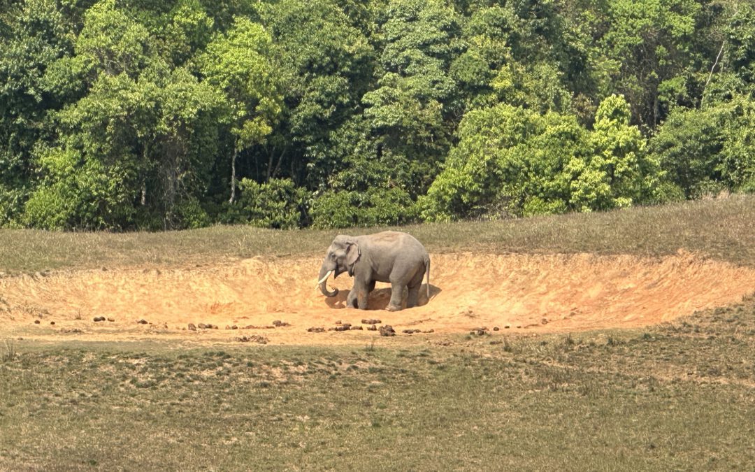 khao yai nationalpark Elefant