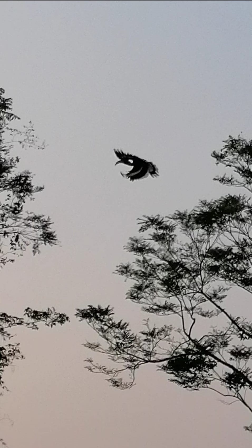 Khao Yai Nationalpark Nashornvogel