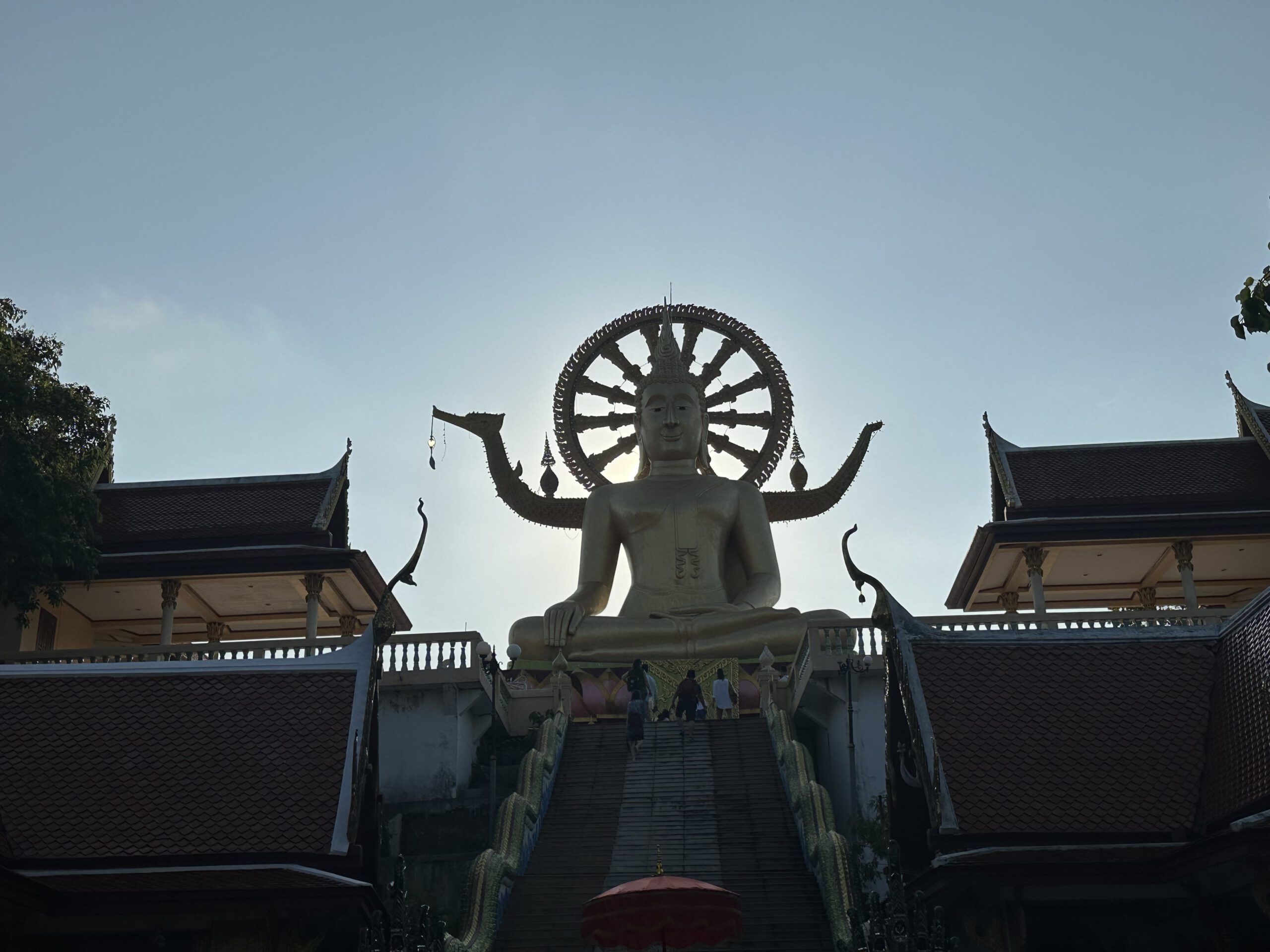 huge jungle buddha ko samui