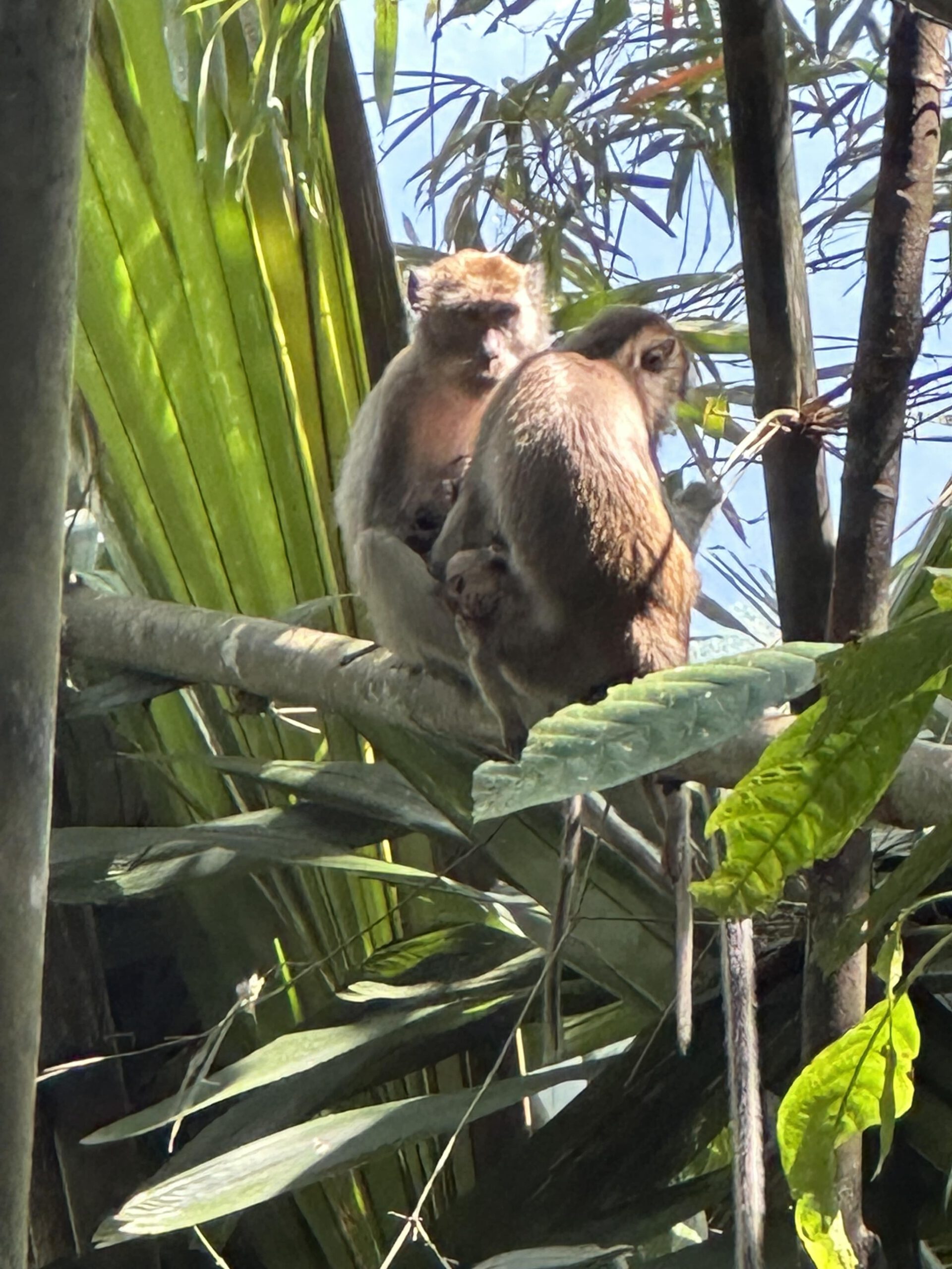 Affen im Khao Sok National Park