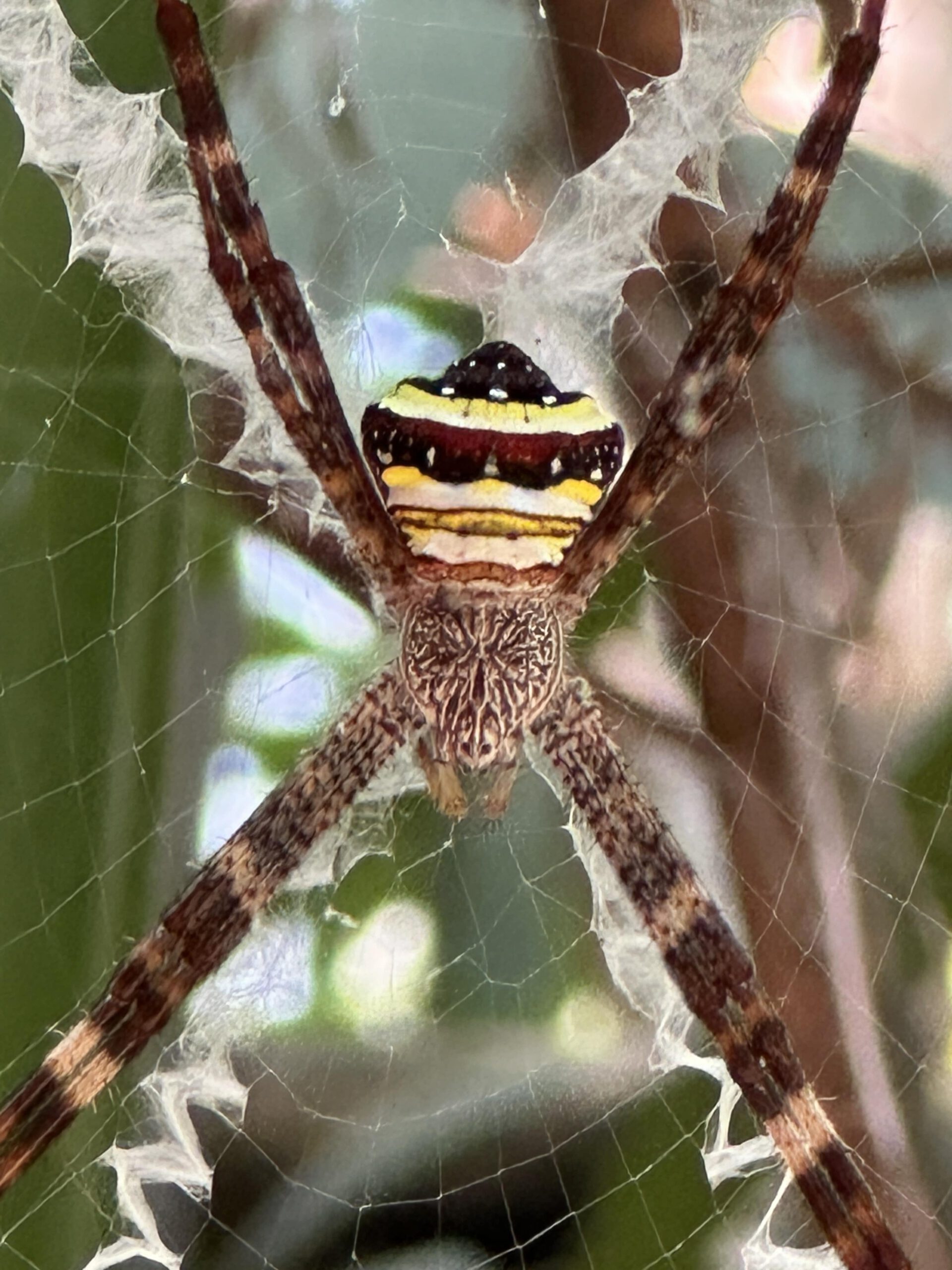 Spinne im Khao Sok National Park