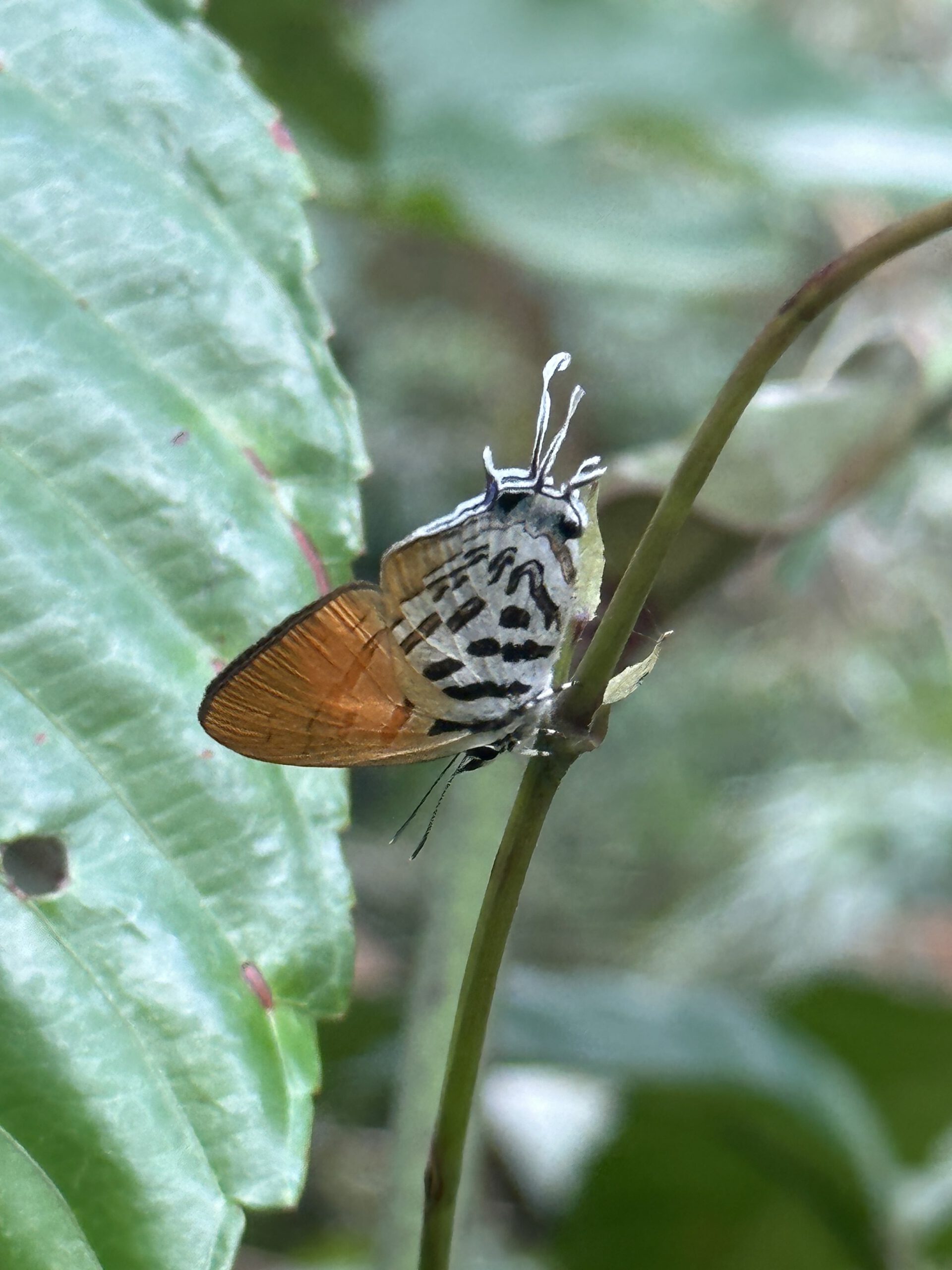 Schmetterling im Khao Sok National Park
