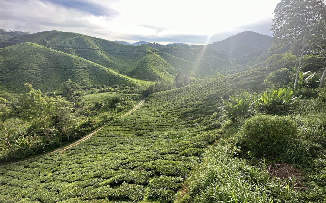 Reisetipps für Cameron Highlands BOH Teeplantage